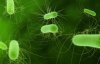Бактерії допоможуть у пошуку мін