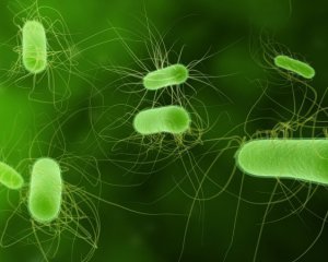 Бактерии помогут в поиске мин
