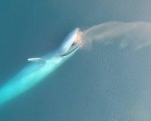 Как питается синий кит - ученые сняли уникальное видео