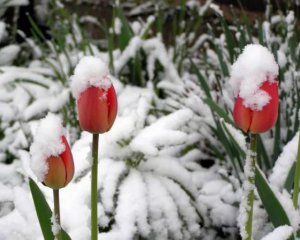 Весенние цветы в Крыму завалило снегом