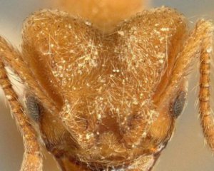 Ученые назвали новый вид муравьев в честь группы