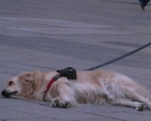 Собака заставил хозяина слушать уличного музыканта