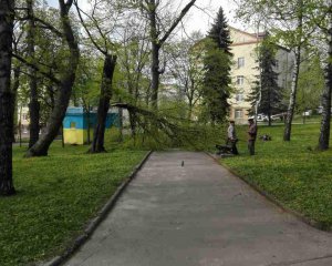 В парке дерево привалило женщину с младенцем