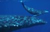 Ученые установили, как разговаривают киты
