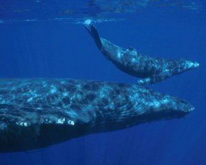 Вчені встановили, як розмовляють кити