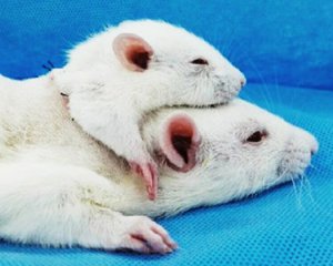 Рассказали, зачем пересадили голову одной крысы другой
