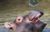 Забавные малыши бегемота обожают играть с пузырьками