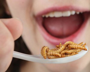 Вживання комах в їжу знизить парниковий ефект - вчені