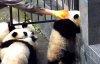 Втеча з клітки — оприлюднили кумедне відео з пандами