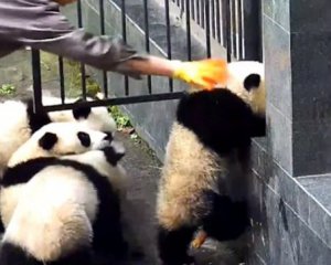 Побег из клетки - обнародовали смешное видео с пандами