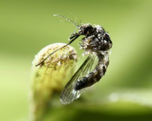 Открыли уникальный вид комаров