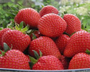 Киян вразили космічні ціни на полуницю