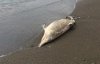 На пляже в Крыму сфотографировали мертвого дельфина