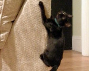 Ловкий котенок прыгает по стене, как паук