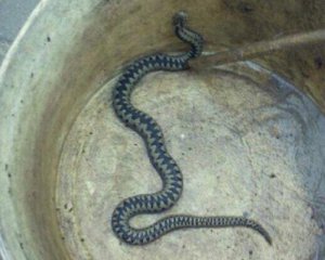 Біля дитсадка знайшли отруйну змію