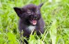 10 котят, с которыми лучше не шутить