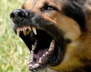 Майже тисяча киян постраждали від нападів собак