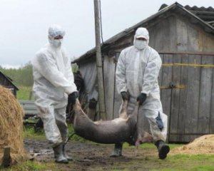 За вбитих ветеринарами здорових свиней не дають обіцяної компенсації