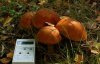 Как ученым NASA помогут чернобыльские грибы