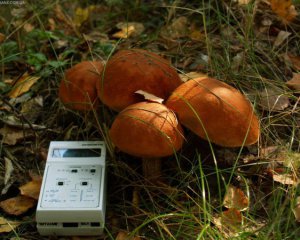 Як вченим NASA допоможуть чорнобильські гриби