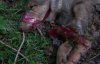 В Киеве поиздевались над собакой - заклеили скотчем пасть и выбросили