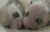 Показали новонароджених панд-близнят