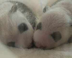 Показали новорожденных панд-близнецов