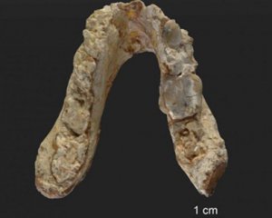 Доісторична скам&#039;янілість змусила вчених засумніватись у теорії походження людини