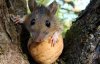 "Виноваты мыши" - таможенники объяснили, где дели 2 т орехов