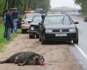 Кабан вискочив на дорогу. Внаслідок ДТП загинули три людини