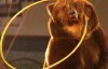 Бурый медведь напал на зрителей цирка