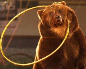 Бурый медведь напал на зрителей цирка