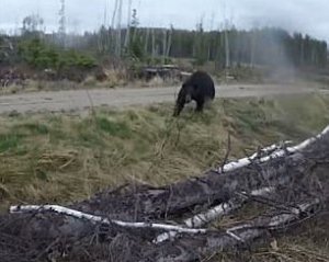 Медведь атаковал вооруженного луком охотника