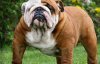 Вчені вияснили, чому у мопсів та бульдогів плоскі морди