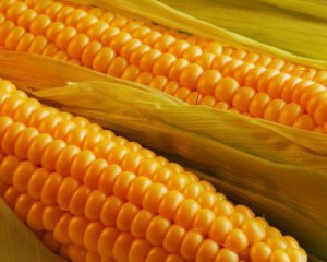Вчені довели користь солодкої кукурудзи
