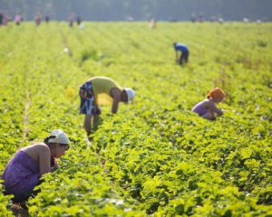 Як українці ставляться до сезонних робіт - опитування