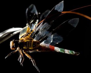 Вчені створили комаху-кіборга