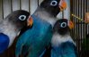 В международном аэропорту задержали контрабанду попугаев