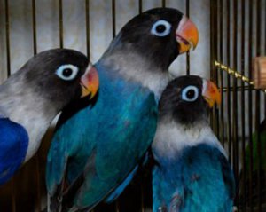 В международном аэропорту задержали контрабанду попугаев