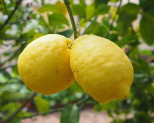 Як допомагає лимон біля ліжка - вчені