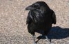 Вороны запоминают людей, которые их обманули - ученые