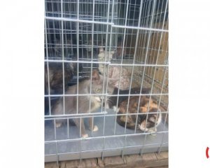 Таргани і сморід - з квартири звільнили 30 котів