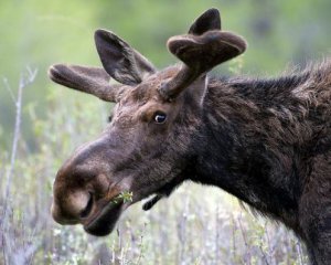 По столичній Оболоні бігає поранений лось