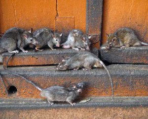 Опасное соседство: многоэтажку оккупировали крысы