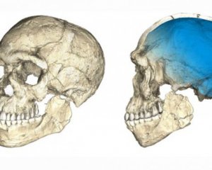 Ученые нашли старые останки Homo sapiens