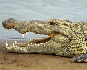 Археологи нашли гигантского окаменелого крокодила