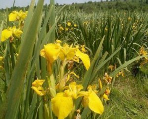 Розквітла найбільша в Україні долина ірисів