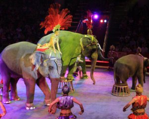 В латвийских цирках запретили использовать животных