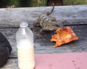 Ящерица украла у туриста пиццу