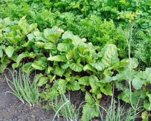 Вчені з'ясували, що рослини можуть чути